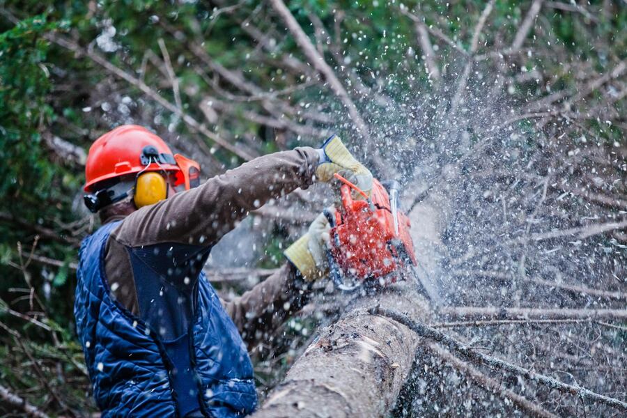 tree-trimming