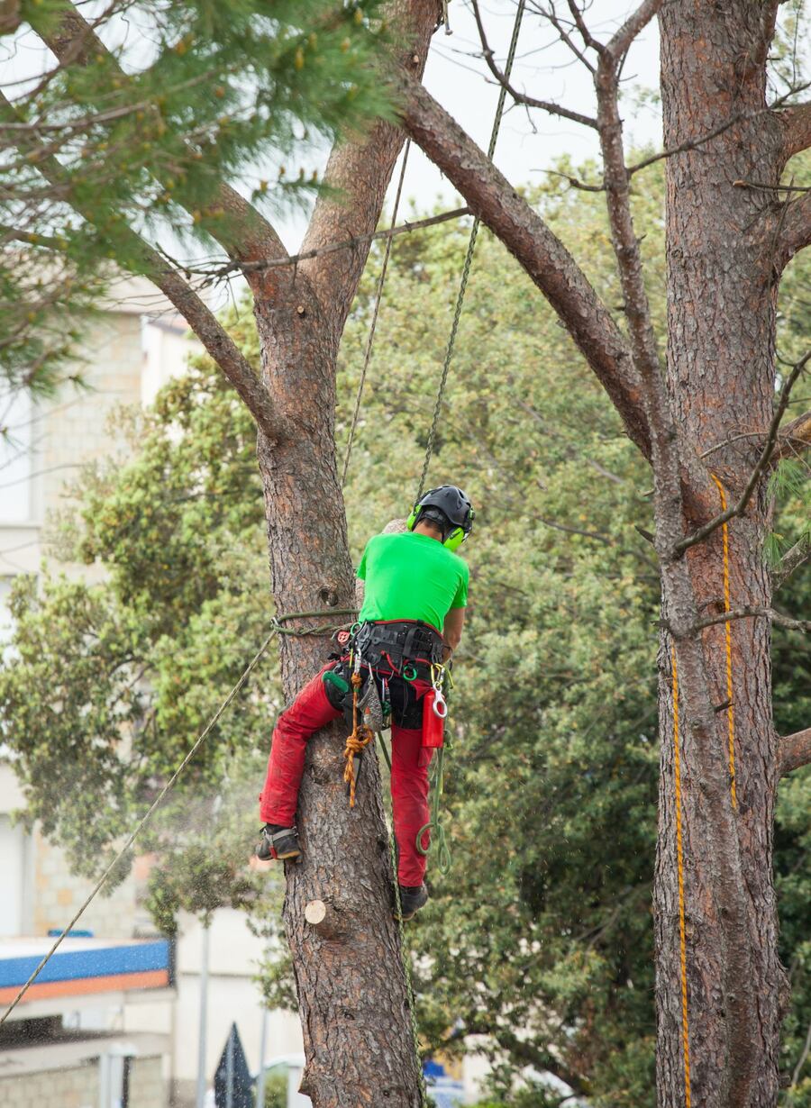 tree-trimming