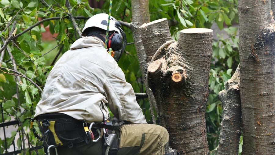 tree-trimming